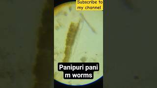 पानी पूरी मे कीड़े।। Stop eating panipuri #shorts #panipuri #health #shortvideo #youtubeshorts