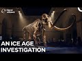 Frozen in Time: Why the Ice Age Giants Vanished?