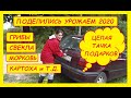 Поделились урожаем 2020 года с урожайного огорода. Сбор грибов 2020. Машина подарков.