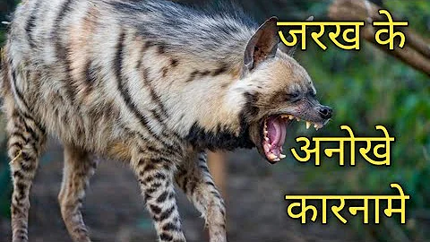 facts about striped Hyena l.