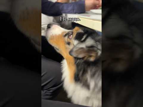 Нет, не надо! У всех есть такой добрый родственник, который накормит собаку в любом случае🥲 #собаки