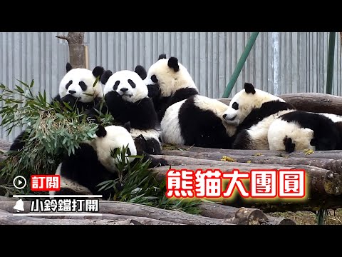 《熊貓早晚安》熊貓幼崽大團圓 | iPanda熊貓頻道