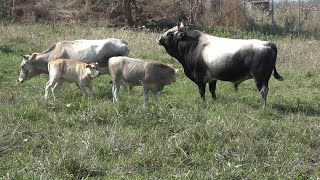 Türkiyenin Boz Sığır Irkı Koruma Altında