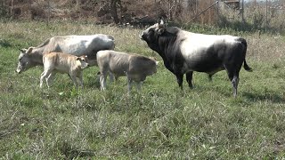 Türkiye'nin 'Boz sığır' ırkı koruma altında Resimi