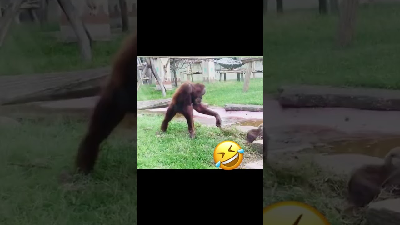 Monkey & Otters: Hilarious Playtime Antics! tiktok by prettiestanimals181 