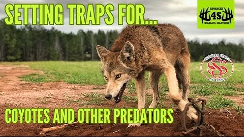 Setting Traps For Coyotes and Other Predators!!!(Coyote trapping for beginners)