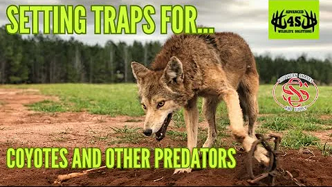 Setting Traps For Coyotes and Other Predators!!!(Coyote trapping for beginners)