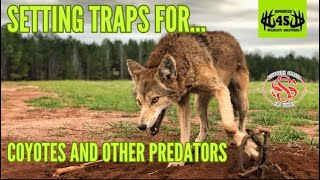 Setting Traps For Coyotes and Other Predators!!!(Coyote trapping for beginners)