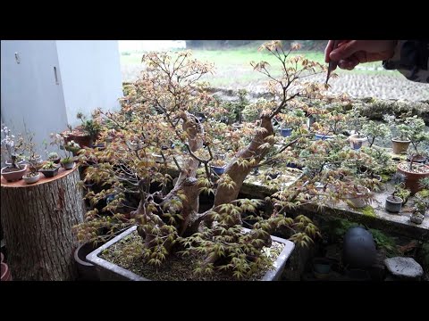 Bonsai diary】 ♯177 山採りモミジの芽摘み - YouTube