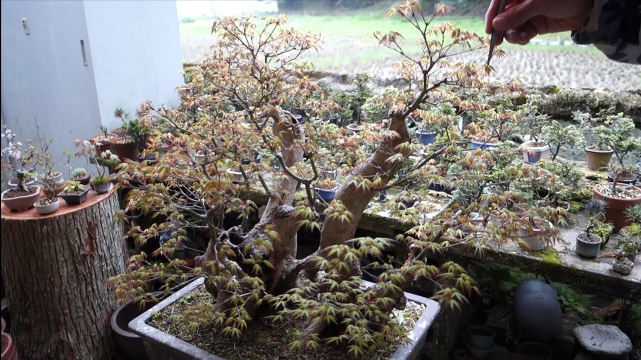 Bonsai diary】 ♯177 山採りモミジの芽摘み - YouTube