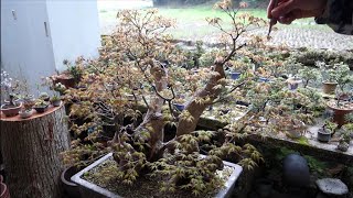 Bonsai diary】 ♯177 山採りモミジの芽摘み - YouTube