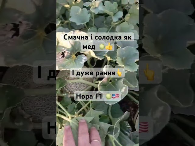 Дуже рання диня Нора F1 смачна і солодка як мед