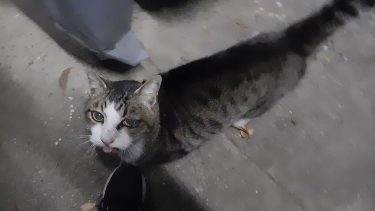 マッピーのニャームコ一味の猫軍団みたいに私を見つけると一目散に突進してくるの怖いからやめてくださいね、パンちゃんｗ