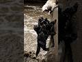 Tiny puppy saves a trapped cat family #dog #rescue #cat #viral #shorts