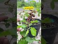 On Process Bonsai Mulberry #bonsaiprojects #bonsaitree #mulberry #fyp #bonsaiideas