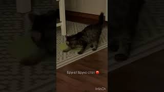 Финский кот Бруно и его характер #finland #winter #bruno #cat #dinner