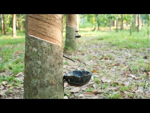 Vídeo: Iniciando seringueiras - como propagar uma planta de seringueira