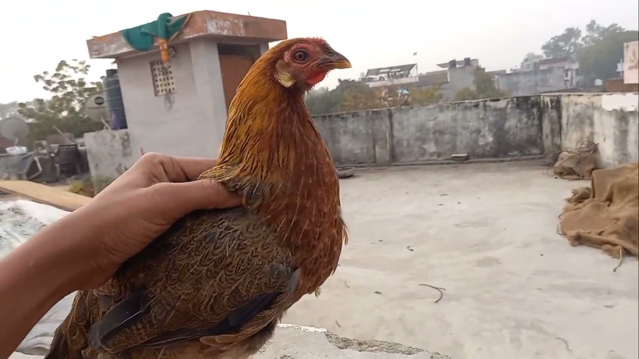 murgi Kab ande degi 2 pahchan