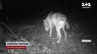 На Закарпатті НАШЕСТЯ ВОВКІВ! Люди бояться виходити на вулиці, собак знаходять розірваними!