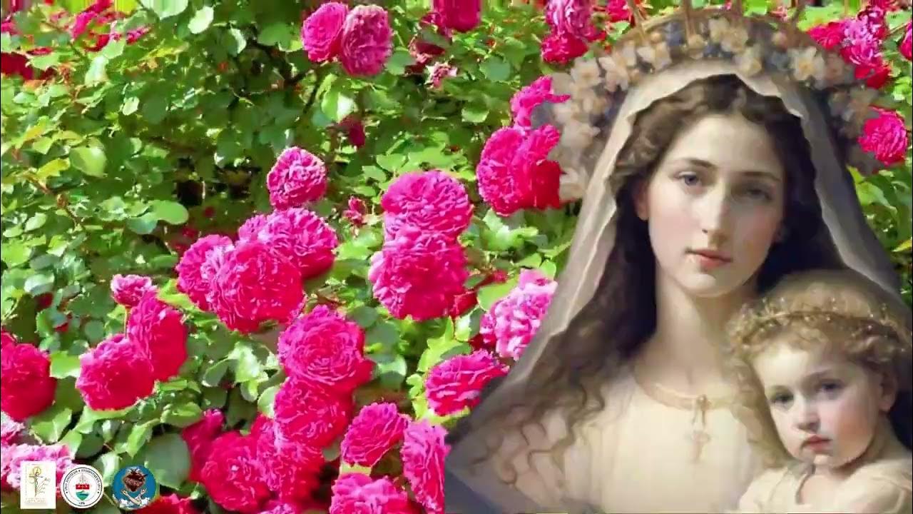 Flowers Bloomed for Mary: May 2 - Rose - YouTube