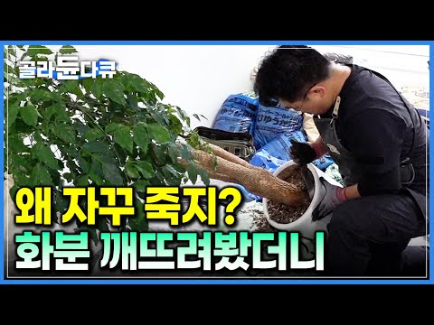 ‘왜 자꾸 죽나 했더니…’ 거침없이 깨뜨린 <strong>화분</strong> 속에서 등장한 수상한 덩어리들｜&amp;#39;반려식물계의 중증외상센터&amp;#39; 식물 집사 서비스｜식집사｜극한직업｜#골라듄다큐