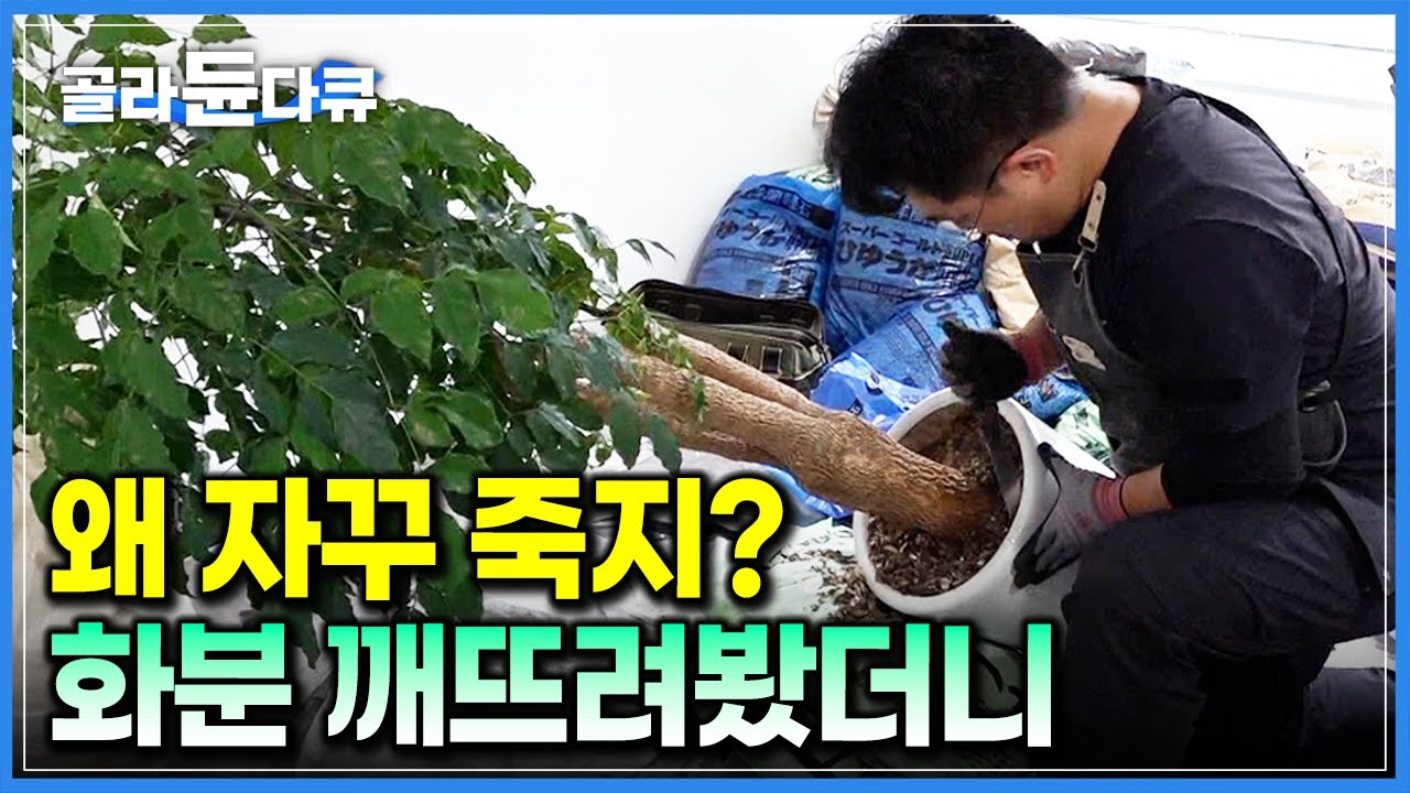 ‘왜 자꾸 죽나 했더니…’ 거침없이 깨뜨린 화분 속에서 등장한 수상한 덩어리들｜'반려식물계의 중증외상센터' 식물 집사 서비스｜식집사｜극한직업｜#골라듄다큐