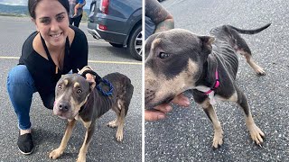 Pit Bull Rescued from an Abandoned House with a Broken Leg Finds a Savior in a Compassionate Woman by videoinspirational 361 views 4 months ago 3 minutes, 45 seconds