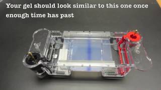 Running A Bio Rad Agarose Gel Youtube