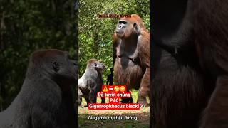 Đã tuyệt chủng P46 Gigantopithecus blacki #animals #viral #phimhay #jurassicworld #monkey #review