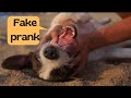 Fake death prank for dog lovers  how a dog prank with his master dog prank funny pkanimals