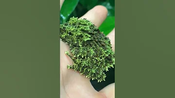 🐸 Мшистые лягушки или лишаистые веслоноги