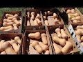 How To Cure and Store Butternut Squash! (To Last All Winter!) Garden Harvest Preservation