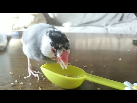 【文鳥】朝ご飯～♪朝ご飯～♪