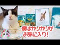 ライン登録でピュリナワンのサンプルがもらえます You can get a sample of Purina One by registering on line
