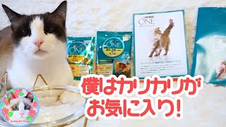 ライン登録でピュリナワンのサンプルがもらえます You can get a sample of Purina One by registering on line