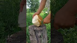 ???The natural sound of peeling a coconut is super fantastic.