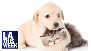 Chinatown Pet Vaccines and Pet Food Pantry