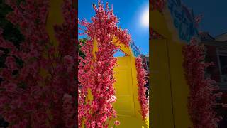Festa e luleve ne Shkoder
