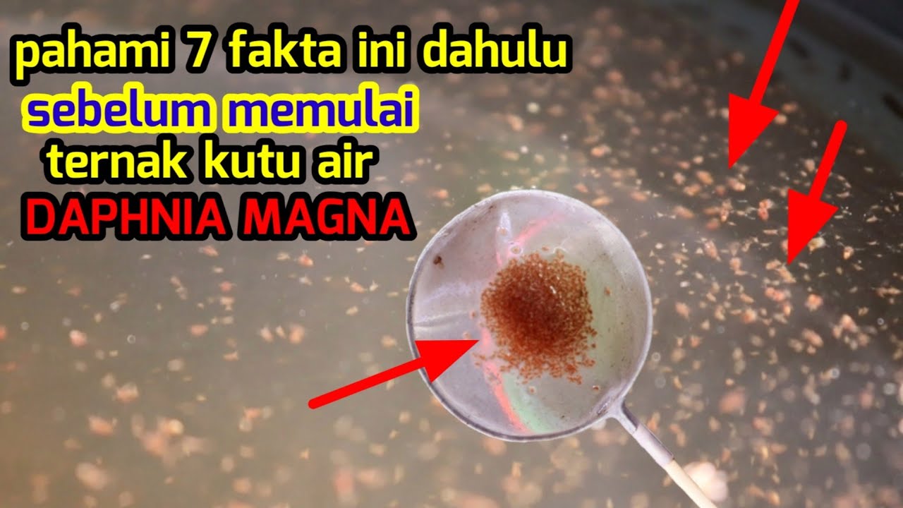 pahami 7 fakta ini sebelum ternak kutu air daphnia magna 