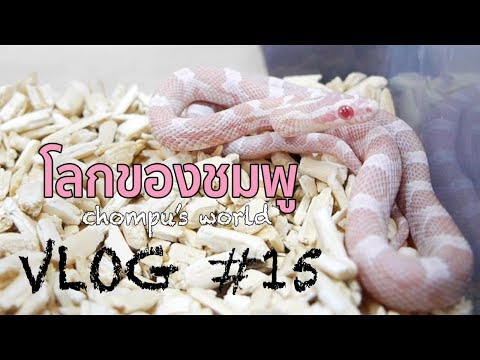 โลกของชมพู Vlog15 : มารู้จักงูคอร์นกันเถอะ Corn Snake