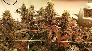 Berry Tite, Harvest Day