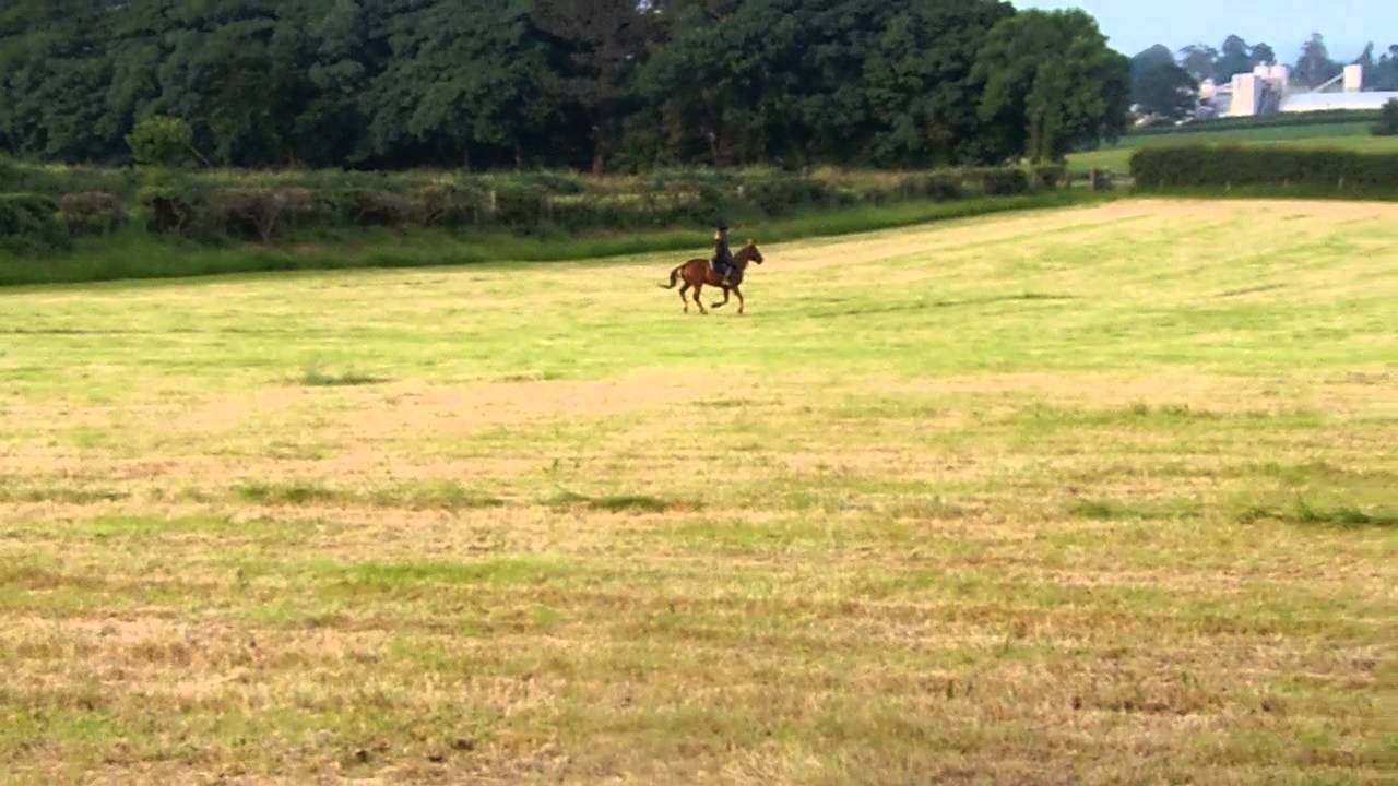 14hh pony for sale YouTube