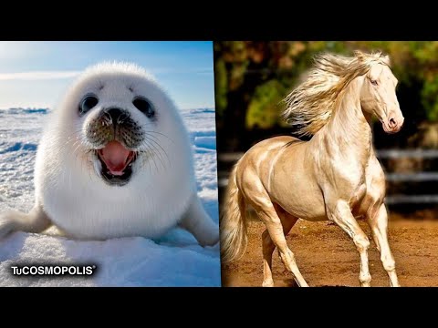 Video: Los animales más bellos: ¿quiénes son?