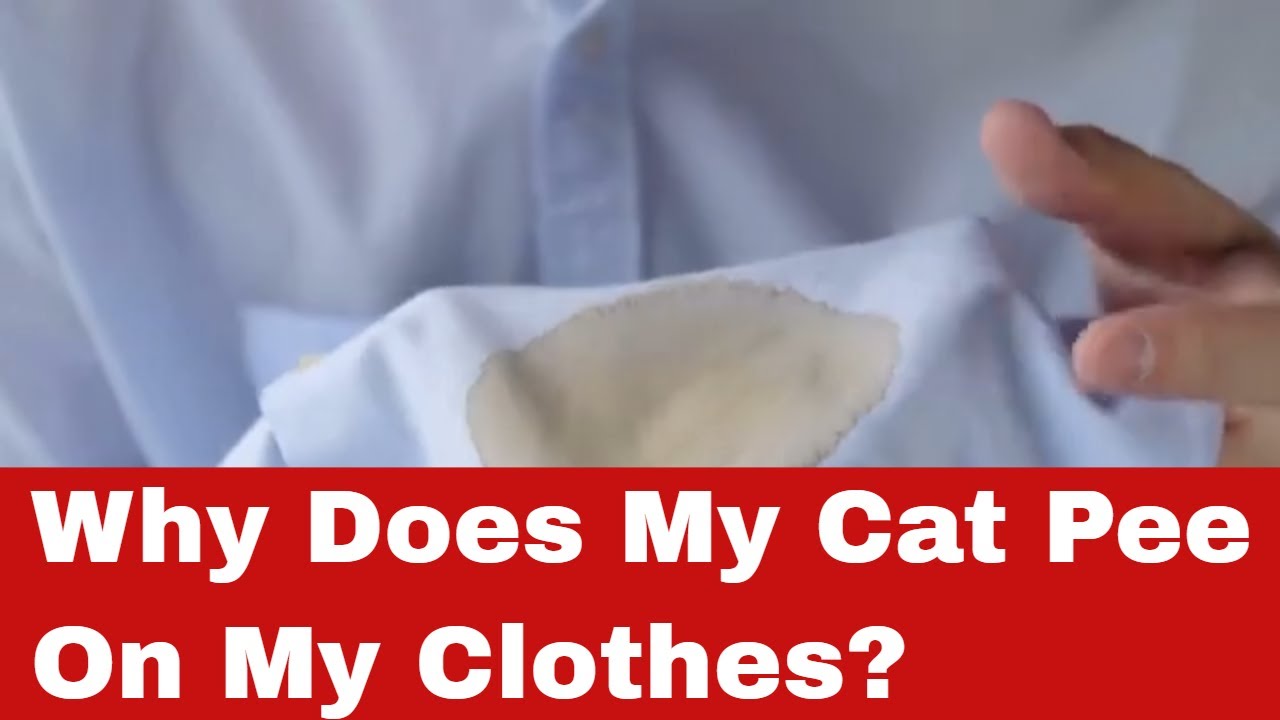 Why Does My Cat Pee On My Clothes