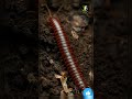 मिलीपीड हमारे फ्रेंड क्यों है जानिए #animalfacts #wildlifeentertainment #wildlife #millipedes