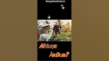 Boss Capybara & Alpaca | Ai Được Ăn Dưa 🍉😂 #Capybara #Alpaca #Boss