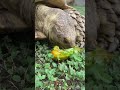 #otis #turtle #petlover #tortoise #asmr #asmrsounds #asmreating #asmrviralshortvideo