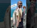 5 KEEPER Mutton’s Snapper from FL Keys Bridge May 2025!