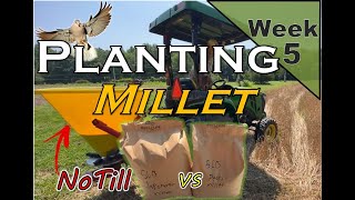 BATTLE of the MILLET | Seeding 3 different Millets for Dove | SURPRISE Guest