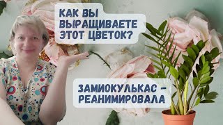 УСПЕШНАЯ РЕАНИМАЦИЯ ЗАМИОКУЛЬКАСА | Замиокулькас к чему приводит частый полив Реанимация